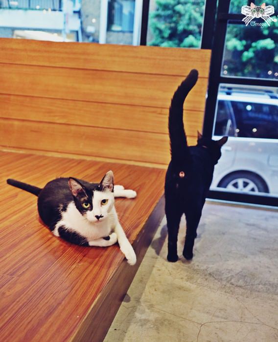 貓咪咖啡館