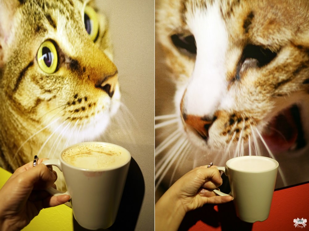 板橋貓咪咖啡