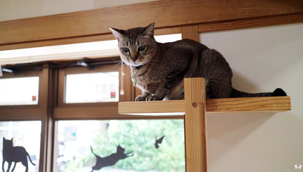 《沖繩貓咪咖啡》Cat Cafe Nyansore|那霸市國際通，明亮乾淨的貓室