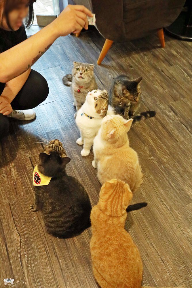 台中貓咪餐廳