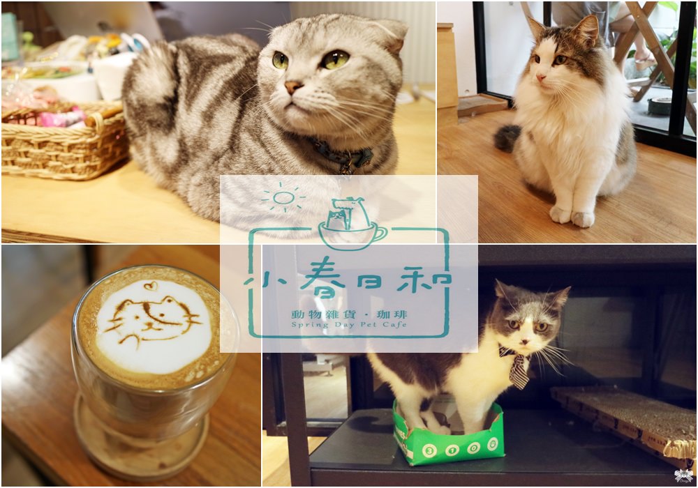 《台北貓咪咖啡》小春日和 動物雜貨 ･ 珈琲|民生社區寵物與親子友善餐廳