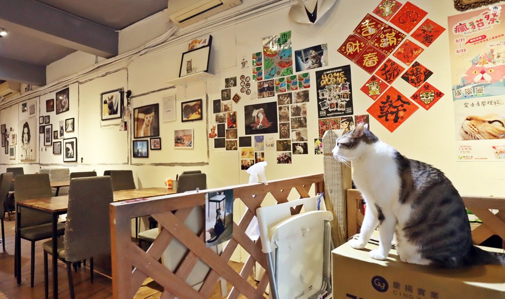 江子翠貓咪咖啡廳