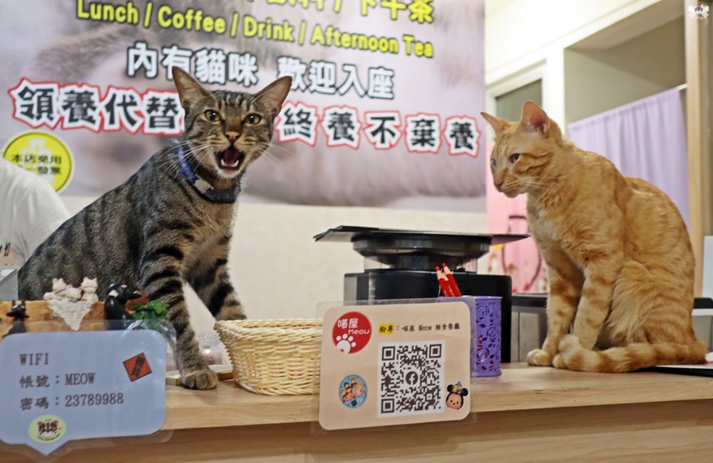 《台北貓咪咖啡》喵屋 Meow 輕食餐廳|貓中途親子友善，近科技大樓站