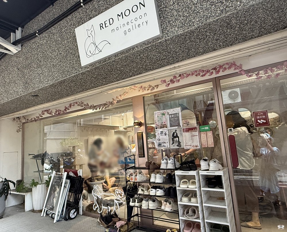 《台北貓咪咖啡》紅玥緬因貓藝廊 Red Moon|中山商圈赤峰街 - 第1張圖