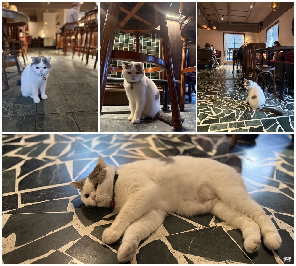 《台北貓咪酒吧》澗面小酒館|來公館站喝酒拜月老,老上海復古情懷 - 第14張圖