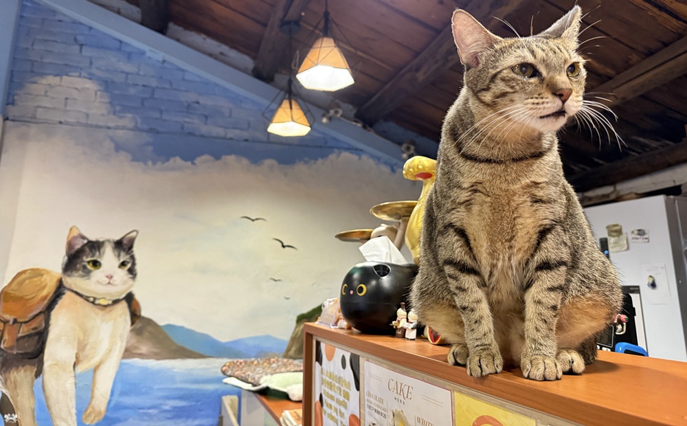 《九份貓咪餐廳》九份奇喵時光|貓咪主題輕食館,貓咪造型生吐司 - 第6張圖