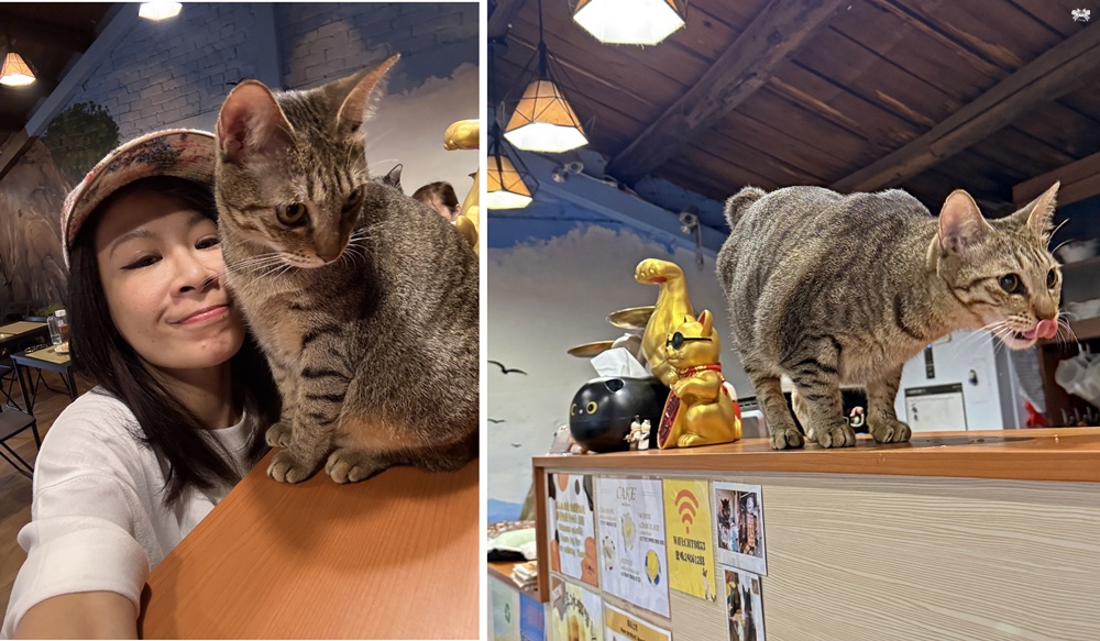 《九份貓咪餐廳》九份奇喵時光|貓咪主題輕食館,貓咪造型生吐司 - 第7張圖