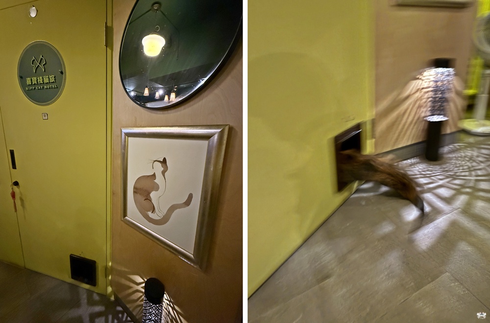 《台北貓咪酒吧》HIPP 喜寶棧咖啡酒館 & 貓旅館|南機場夜市的深夜爵士角落 - 第10張圖