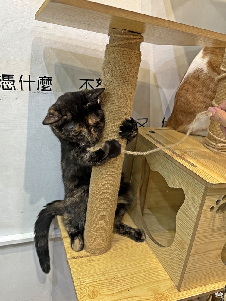 《苗栗貓咪咖啡》午居咖啡|頭份自家烘焙咖啡，超自在的貓貓茶