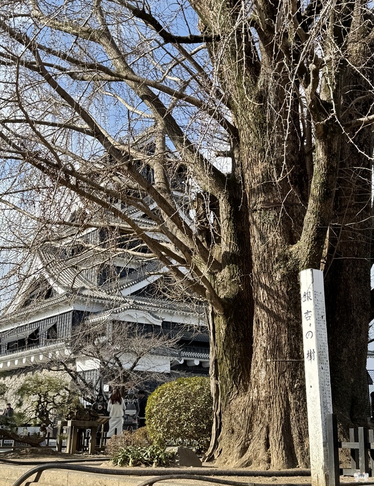 《日本九州景點》熊本城|日本三大名城，櫻之馬場城彩苑