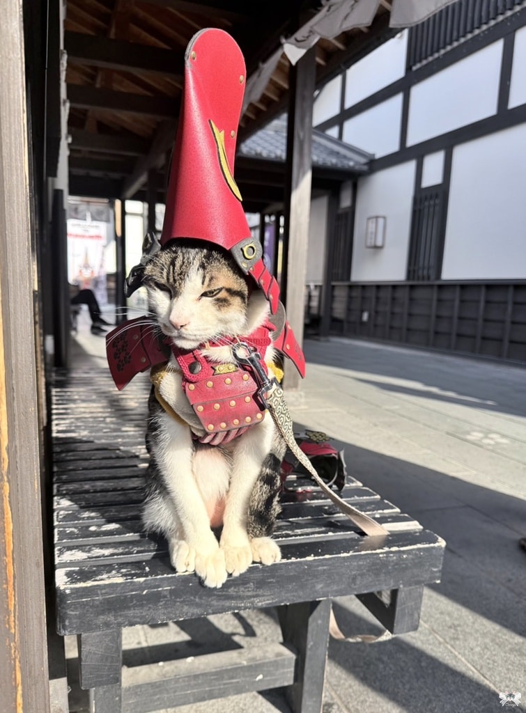 《日本九州景點》熊本城|日本三大名城，櫻之馬場城彩苑