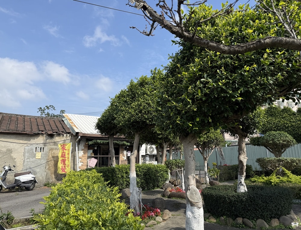 《樹林貓咪咖啡》敘樹咖啡|三合院裡的森林系小店