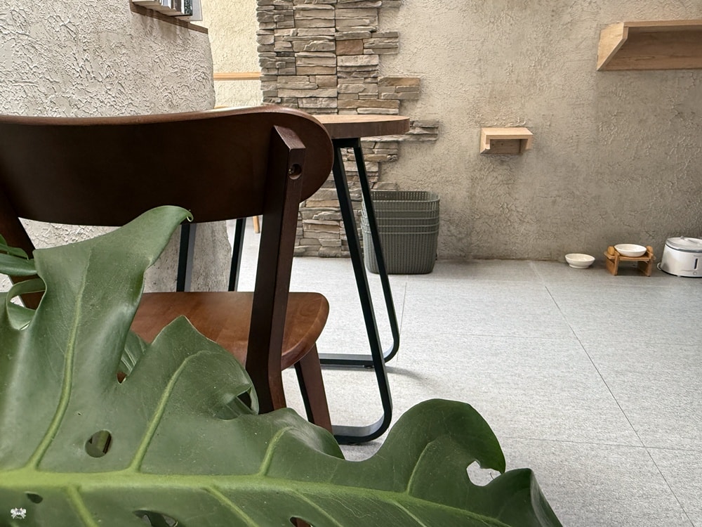 《樹林貓咪咖啡》敘樹咖啡|三合院裡的森林系小店