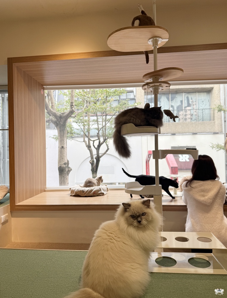 《台北貓咪咖啡》FUFUCatCafe|西門町計時制,大人專屬的品種貓時光 - 第9張圖 《台北貓咪咖啡》FUFUCatCafe|西門町計時制,大人專屬的品種貓時光