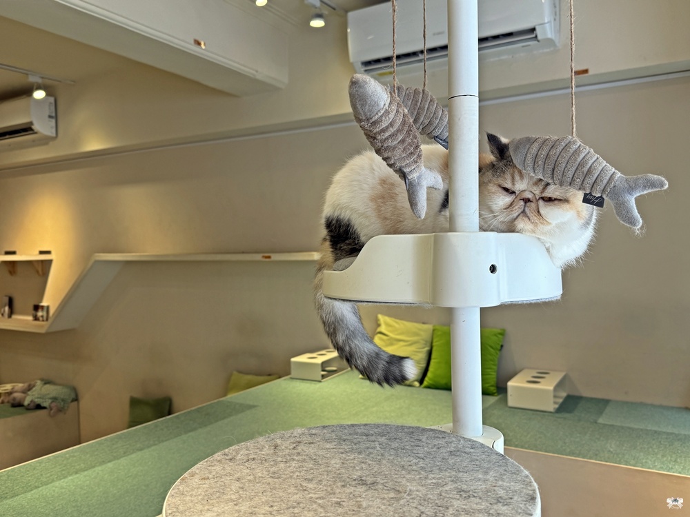 《台北貓咪咖啡》FUFUCatCafe|西門町計時制,大人專屬的品種貓時光 - 第10張圖 《台北貓咪咖啡》FUFUCatCafe|西門町計時制,大人專屬的品種貓時光