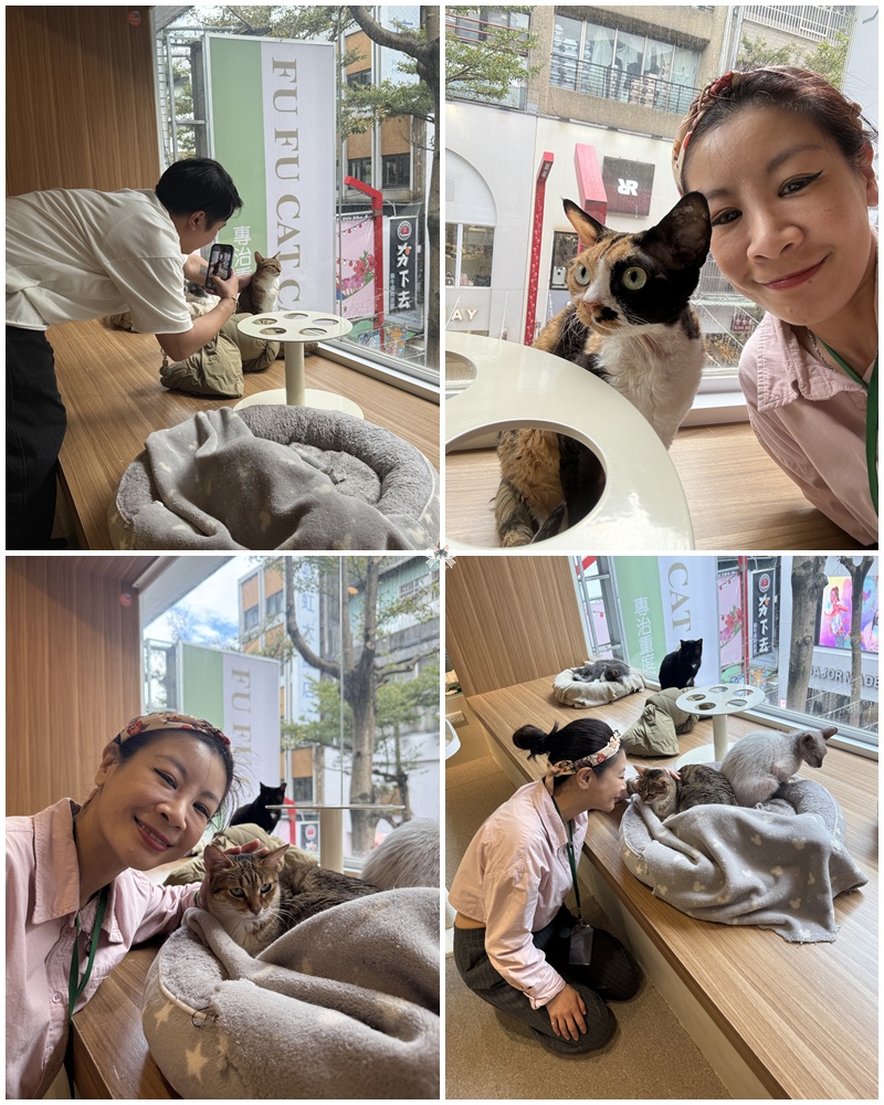 《台北貓咪咖啡》FUFUCatCafe|西門町計時制,大人專屬的品種貓時光 - 第11張圖 《台北貓咪咖啡》FUFUCatCafe|西門町計時制,大人專屬的品種貓時光