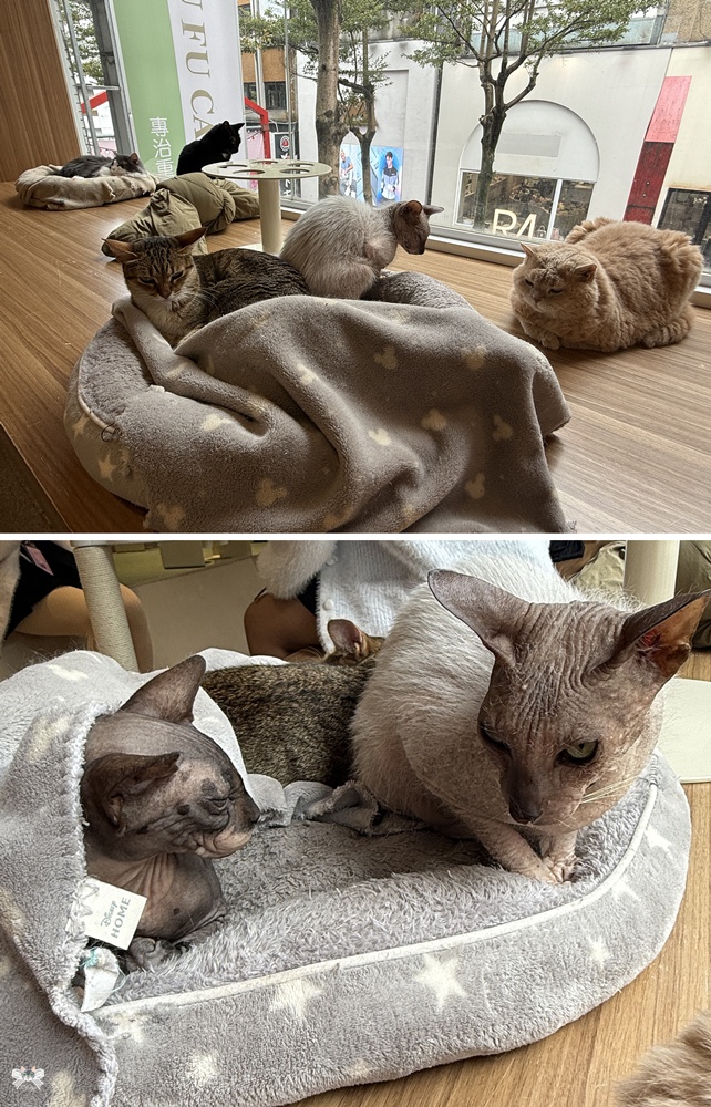 《台北貓咪咖啡》FUFUCatCafe|西門町計時制,大人專屬的品種貓時光 - 第12張圖 《台北貓咪咖啡》FUFUCatCafe|西門町計時制,大人專屬的品種貓時光