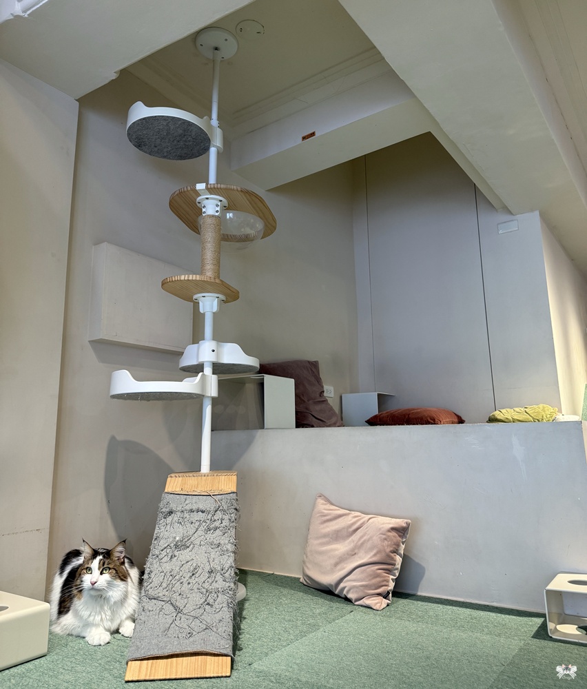 《台北貓咪咖啡》FUFUCatCafe|西門町計時制,大人專屬的品種貓時光 - 第13張圖 《台北貓咪咖啡》FUFUCatCafe|西門町計時制,大人專屬的品種貓時光