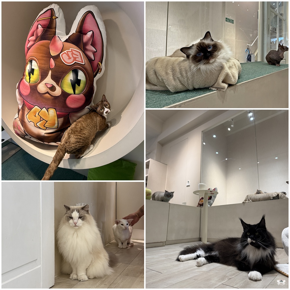 《台北貓咪咖啡》FUFUCatCafe|西門町計時制,大人專屬的品種貓時光 - 第14張圖 《台北貓咪咖啡》FUFUCatCafe|西門町計時制,大人專屬的品種貓時光