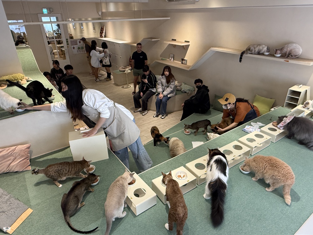《台北貓咪咖啡》FUFUCatCafe|西門町計時制,大人專屬的品種貓時光 - 第16張圖 《台北貓咪咖啡》FUFUCatCafe|西門町計時制,大人專屬的品種貓時光