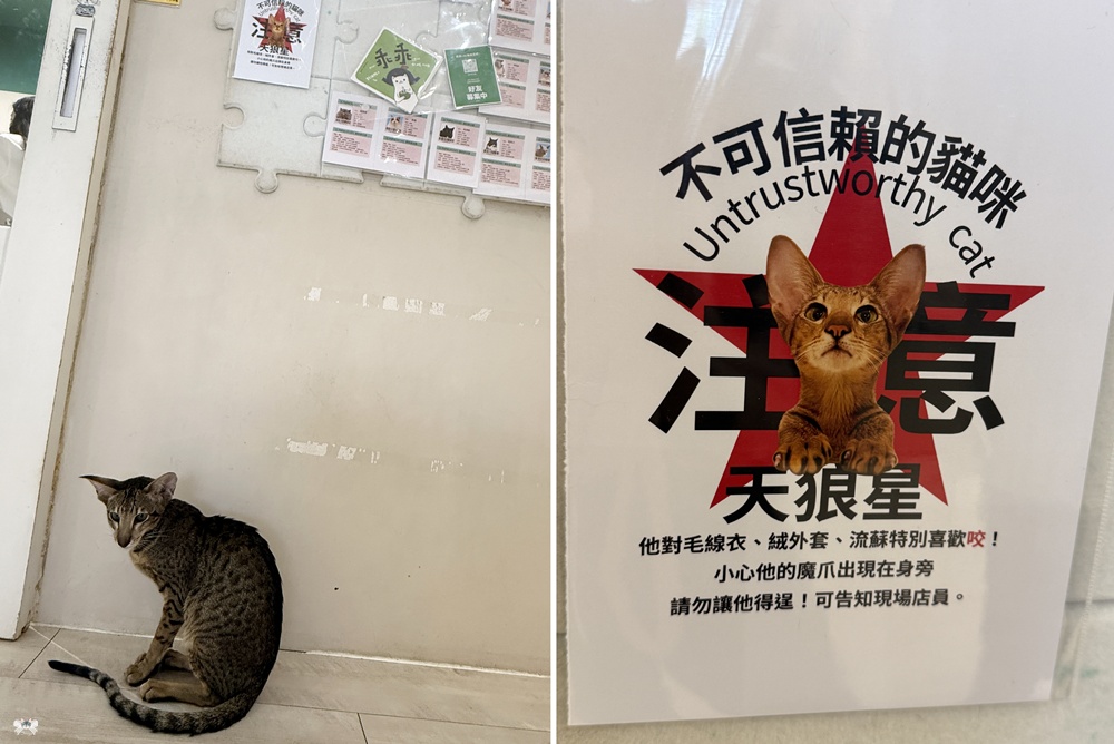 《台北貓咪咖啡》FUFUCatCafe|西門町計時制,大人專屬的品種貓時光 - 第17張圖 《台北貓咪咖啡》FUFUCatCafe|西門町計時制,大人專屬的品種貓時光