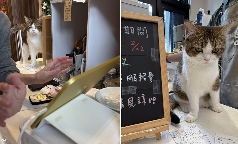 《新莊貓咪咖啡》Paws Cafe|寵物與親子友善,人寵一同放鬆享受早午餐,近幸福站 - 第4張圖 《新莊貓咪咖啡》Paws Cafe|寵物與親子友善,人寵一同放鬆享受早午餐,近幸福站