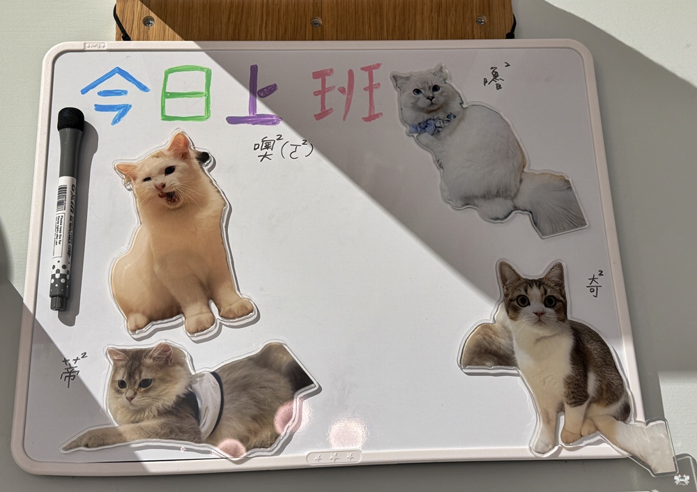 《新莊貓咪咖啡》Paws Cafe|寵物與親子友善,人寵一同放鬆享受早午餐,近幸福站 - 第11張圖 《新莊貓咪咖啡》Paws Cafe|寵物與親子友善,人寵一同放鬆享受早午餐,近幸福站