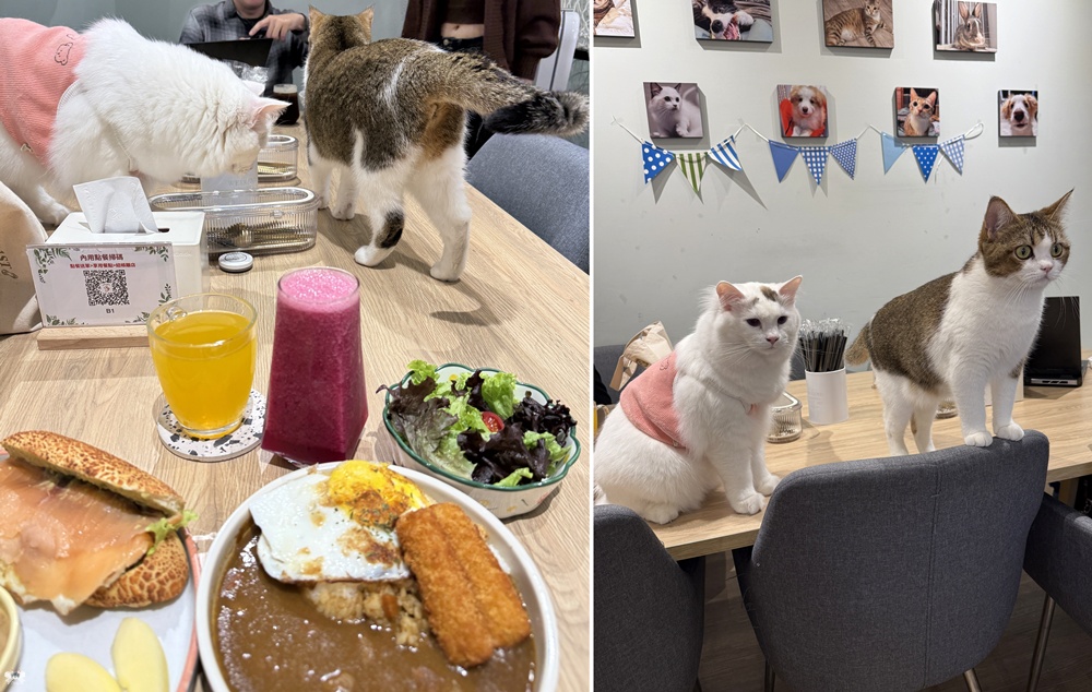 《新莊貓咪咖啡》Paws Cafe|寵物與親子友善,人寵一同放鬆享受早午餐,近幸福站 - 第12張圖 《新莊貓咪咖啡》Paws Cafe|寵物與親子友善,人寵一同放鬆享受早午餐,近幸福站