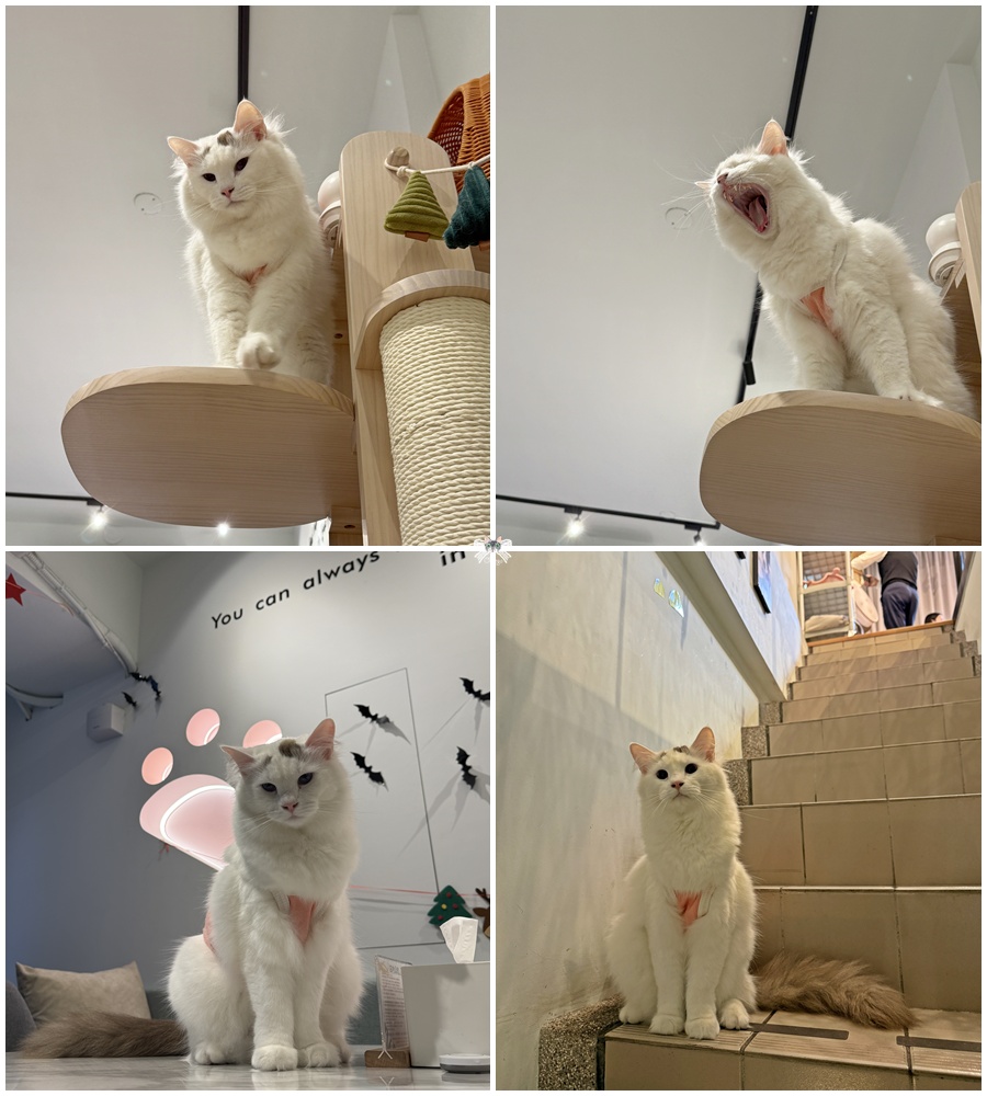 《新莊貓咪咖啡》Paws Cafe|寵物與親子友善,人寵一同放鬆享受早午餐,近幸福站 - 第13張圖 《新莊貓咪咖啡》Paws Cafe|寵物與親子友善,人寵一同放鬆享受早午餐,近幸福站