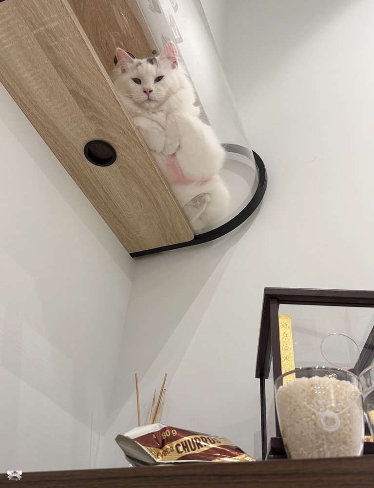 《新莊貓咪咖啡》Paws Cafe|寵物與親子友善,人寵一同放鬆享受早午餐,近幸福站 - 第14張圖 《新莊貓咪咖啡》Paws Cafe|寵物與親子友善,人寵一同放鬆享受早午餐,近幸福站