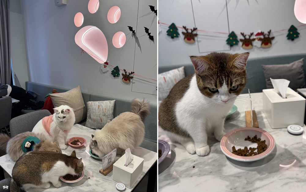《新莊貓咪咖啡》Paws Cafe|寵物與親子友善,人寵一同放鬆享受早午餐,近幸福站 - 第15張圖 《新莊貓咪咖啡》Paws Cafe|寵物與親子友善,人寵一同放鬆享受早午餐,近幸福站