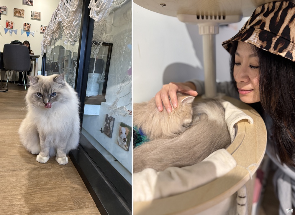 《新莊貓咪咖啡》Paws Cafe|寵物與親子友善,人寵一同放鬆享受早午餐,近幸福站 - 第17張圖 《新莊貓咪咖啡》Paws Cafe|寵物與親子友善,人寵一同放鬆享受早午餐,近幸福站