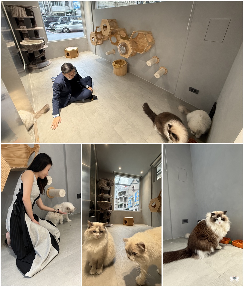 《新店貓咪咖啡》晒渡咖啡SAIDU|金屬設計感寵物友善,七張站 - 第9張圖 《新店貓咪咖啡》晒渡咖啡SAIDU|金屬設計感寵物友善,七張站