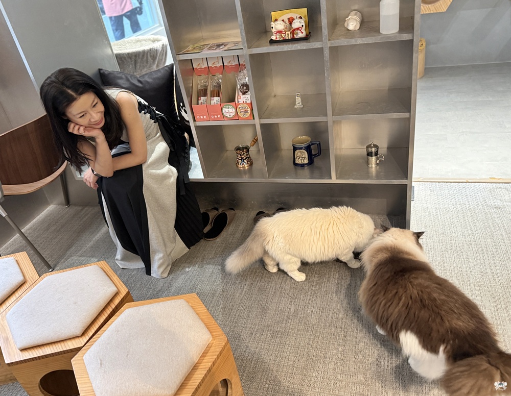 《新店貓咪咖啡》晒渡咖啡SAIDU|金屬設計感寵物友善,七張站 - 第19張圖 《新店貓咪咖啡》晒渡咖啡SAIDU|金屬設計感寵物友善,七張站