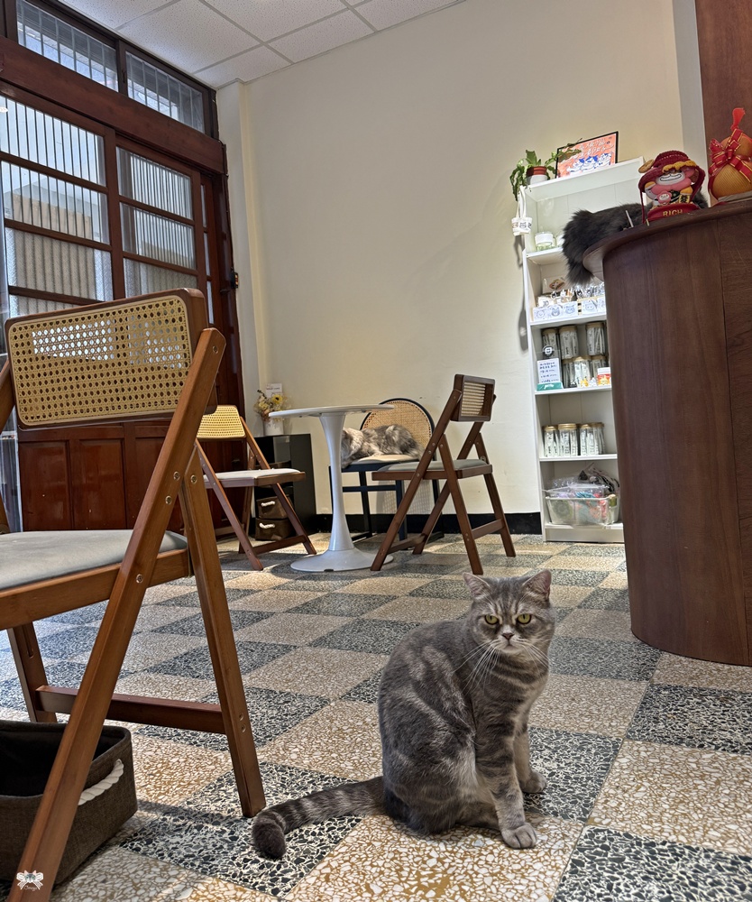 《桃園貓咪咖啡》MUYI CAFE木易咖啡|老宅咖啡，店狗店貓寵物友善
